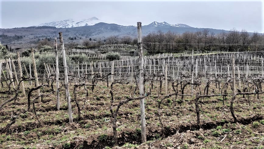 Alta Langa Etna Doc e non solo nuove opportunita in Gdo per gli spumanti italiani alternativi 1