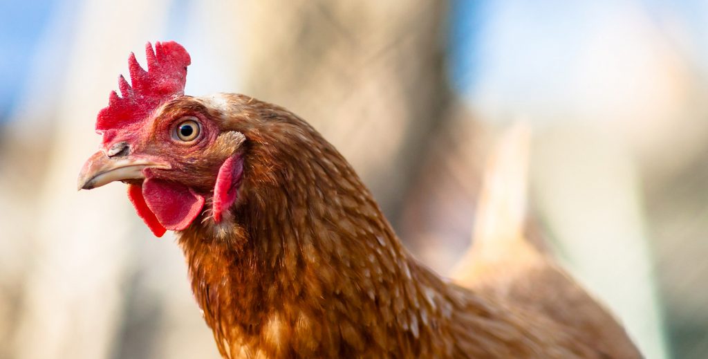 Animal Equality chiede a Iperal Maiorana Maggiorino e Tuodi di applicare politiche cage free