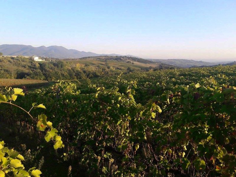 Castello di Corbara cantina Orvieto 1