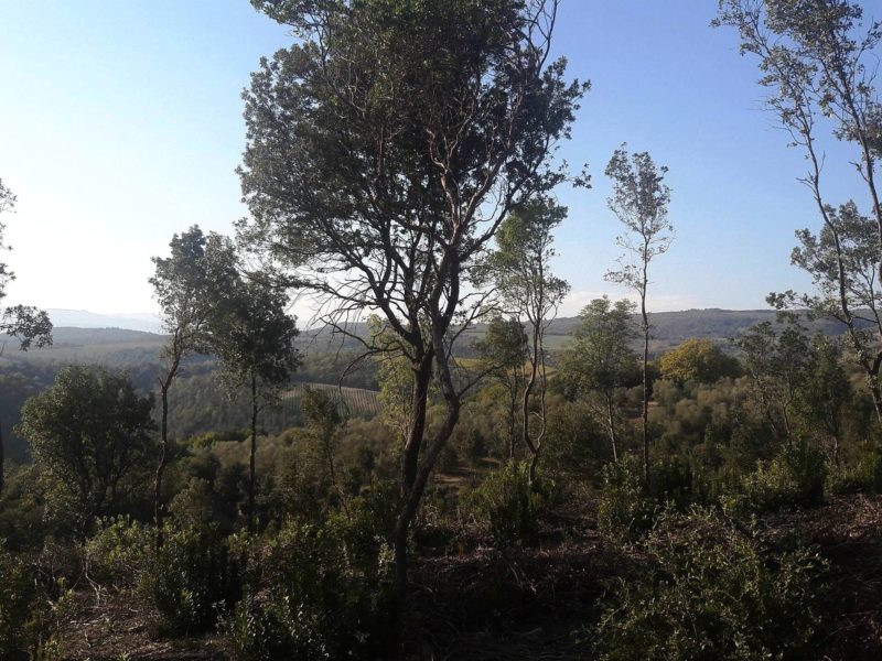 Castello di Corbara cantina Orvieto 10