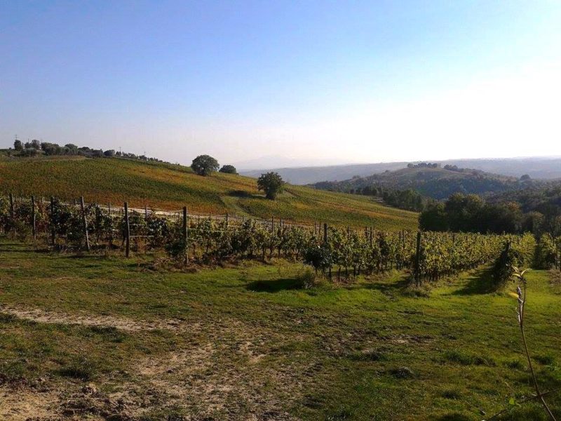 Castello di Corbara cantina Orvieto 4