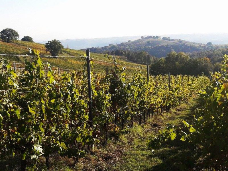 Castello di Corbara cantina Orvieto 8