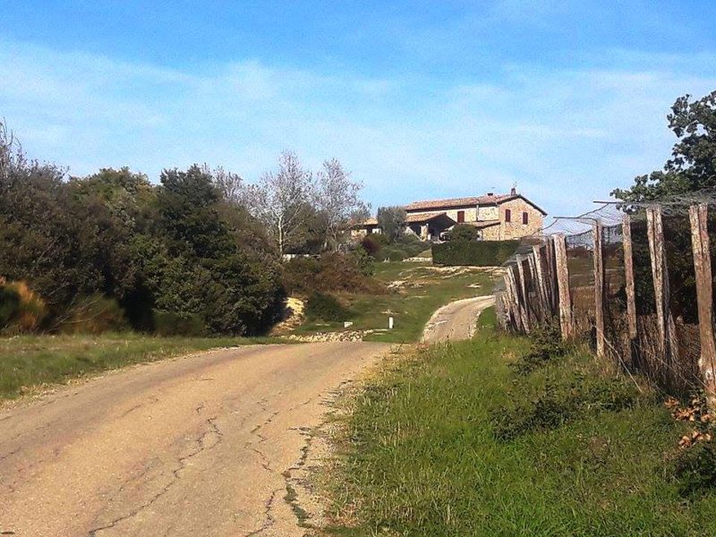 Castello di Corbara cantina Orvieto vigneto orzalume 2