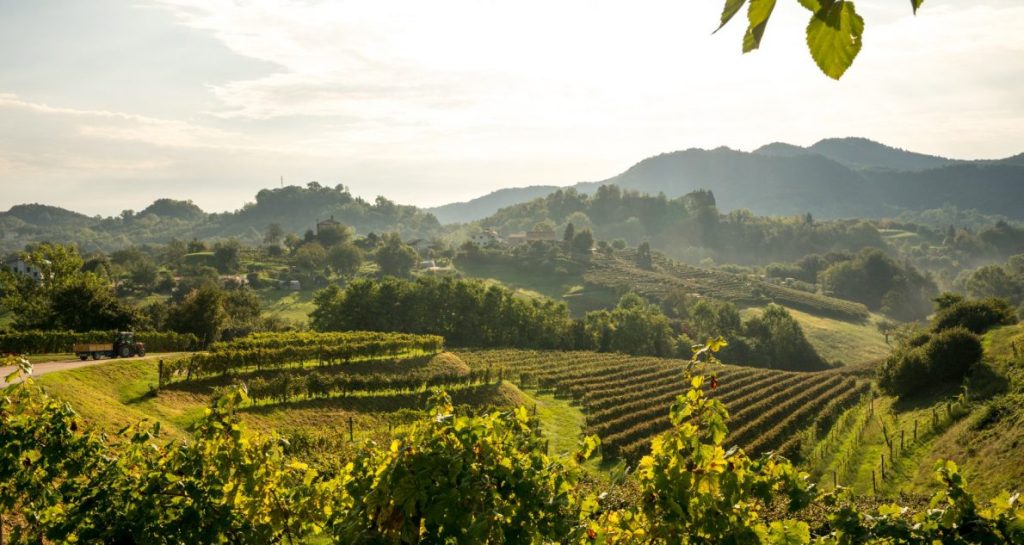 Tenuta Amadio Simone Rech esordio al supermercato gdo con asolo prosecco