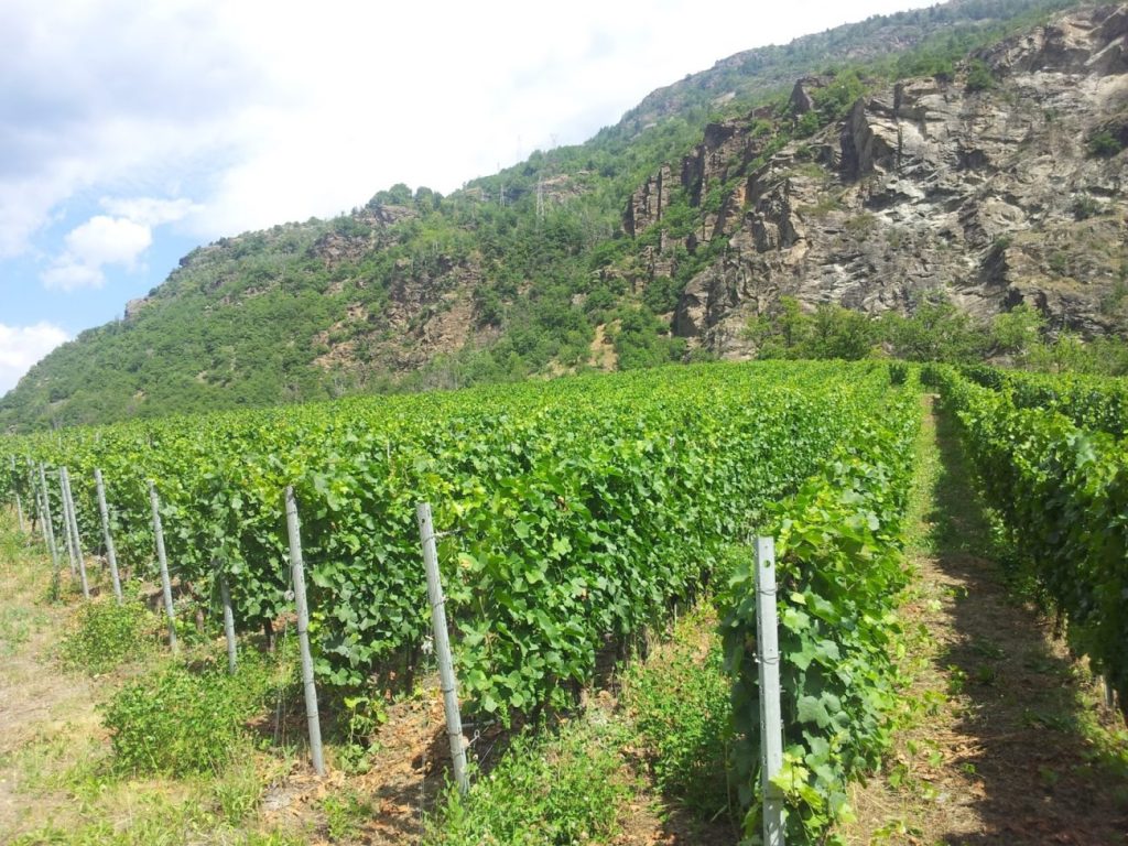 Vendemmia2B20152Binanticipo2Bsuccesso2Bcoldiretti2Bvigna2Bitalia2Bvigne 5