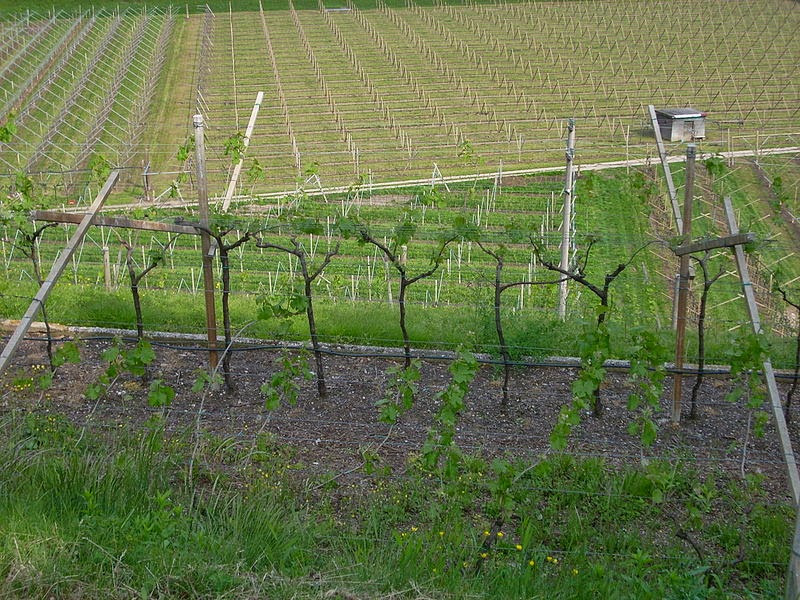 vino2Bin2Bitalia2Bvigneto 2